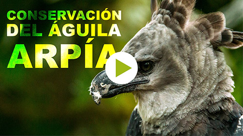 Protegiendo a la Arpía