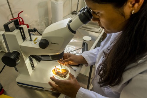 CIENCIA Image